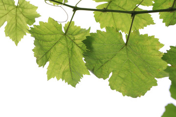Fresh raw and green  grape's leaf on grape plant in nature
