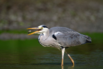Grey heron hunting fish in Kopacki rit Nature park