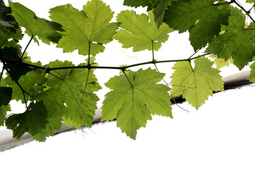 Fresh raw and green  grape's leaf on grape plant in nature