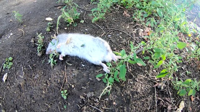 Dead body of a rat (Rattus rattus) on an agricultural dirt road settled by flies. The area is surrounded by weeds and soil.