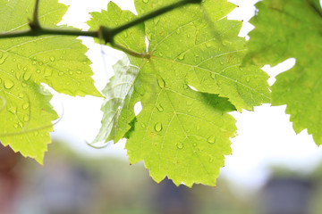 Fototapeta premium Fresh raw and green grape's leaf on grape plant in nature