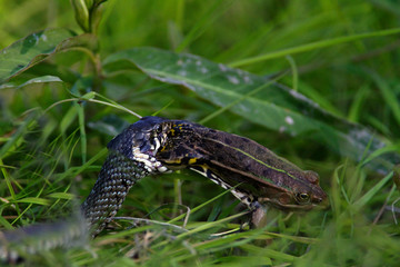The grass snake eating the green frog, Kopački rit, Croatia