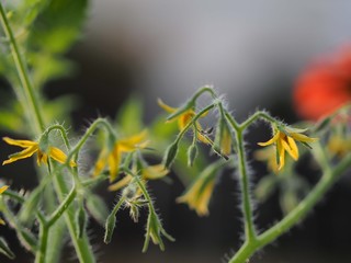 トマトの花