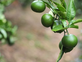 畑の青いミカン