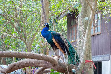 peacock on branch