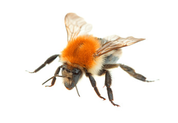 Bumblebee on a white background.