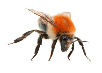 Bumblebee on a white background.