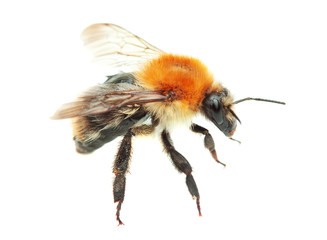 Bumblebee on a white background.