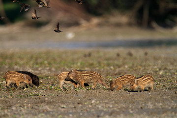 Wild boar piglets in Kopački rit