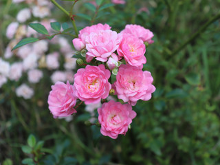 Closeup of beautiful pink rose photographed in organic garden with blurred leaves.Nature and roses concept.