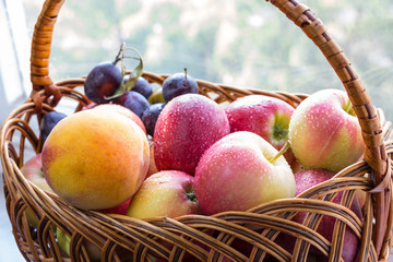 Wicker basket with washed fruits from new harvest in it. Ripe red apples, peach, and plums, water droplets on them.