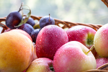 Close up fresh fruits from new harvest in wicker basket with water droplets on them. Background with copy space.