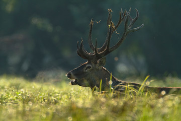 Deer rut in Kopacki rit, Croatia
