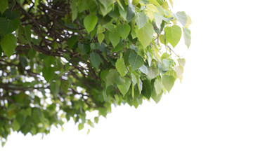 Pho or Bodhi tree, fresh green leaf of Thai religion leaf as zen or Asian belief