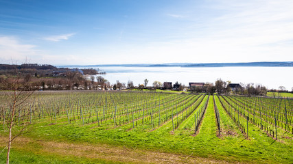 Fototapeta na wymiar winter scenery vineyard at Lake Constance Germany