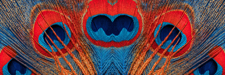 Multi-colored peacock feathers close-up. Peacock tail. Peacock feather pattern, panoramic view.
