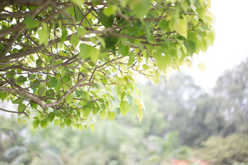 Pho or Bodhi tree, fresh green leaf of Thai religion leaf as zen or Asian belief