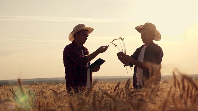 eam work. Two farmers stand at sunset in a wheat field, and discuss the new crop.. Farmers use new technologies in agriculture. Growing organic products.