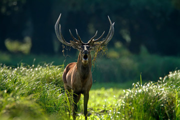 Deer rut in Kopacki rit, Croatia