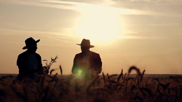 eam work. Two farmers stand at sunset in a wheat field, and discuss the new crop.. Farmers use new technologies in agriculture. Growing organic products.