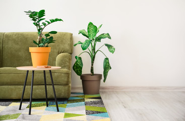 Stylish interior of living room with sofa and plants