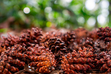 A cone is an organ on plants in the division Pinophyta that contains the reproductive structures....