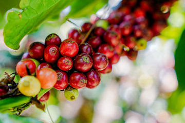 A coffee bean is a seed of the coffee plant and the source for coffee. It is the pit inside the red or purple fruit often referred to as a cherry. 