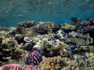 Underwater world landscape with corrals