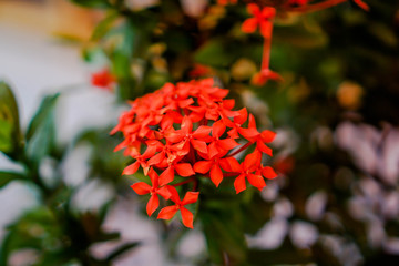 Ixora is a genus of flowering plants in the family Rubiaceae. It is the only genus in the tribe...