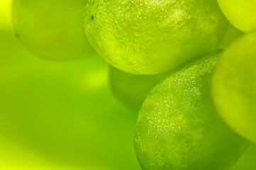 Green grapes from the fridge with condensate droplets on the skin. Selective focus. Close up. Macro...
