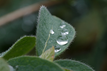 Regentropfen auf Blatt