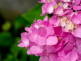 Close up pink Hydrangea flower.