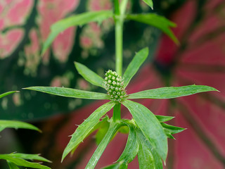 Close up Culantro flower with blur background.