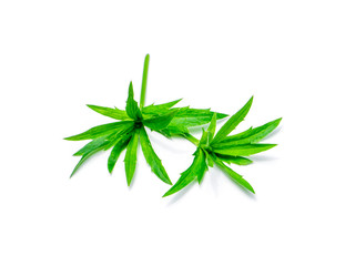 Close up Culantro flower with green leaves