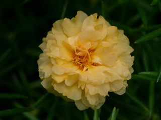 Portulaca flower. (Portulaca oleracea)