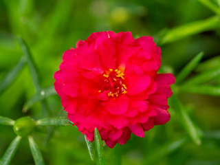 Portulaca flower. (Portulaca oleracea)