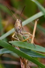 Grasshopper