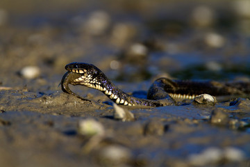 Grass snake eating a fish in Kopački rit, Croatia