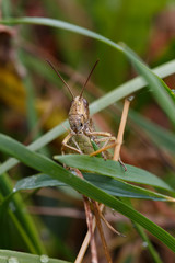 Grasshopper