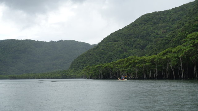 iriomote mangrove