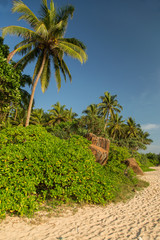 Beautiful beach with palm trees and boulders on the tropical island of Sri Lanka. Horizontal. Vertical.