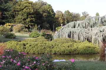 Jardin des roses - Roseraie Parc de la Tête d'Or à Lyon - France