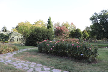 Jardin des roses - Roseraie Parc de la Tête d'Or à Lyon - France