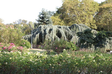 Jardin des roses - Roseraie Parc de la Tête d'Or à Lyon - France