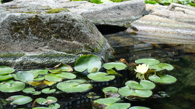 waterlilly in konozaki onsen