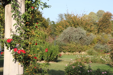 Jardin des roses - Roseraie Parc de la Tête d'Or à Lyon - France