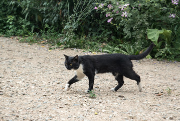 Black and white cat walks along a country road