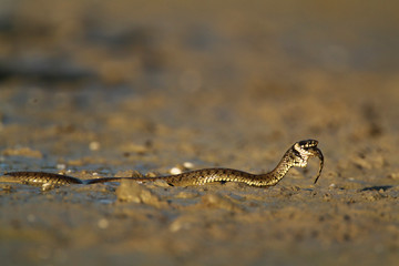 Grass snake eating a fish in Kopački rit, Croatia
