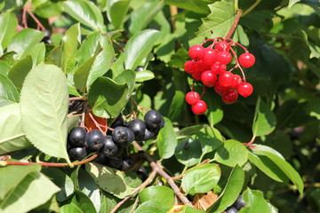 red Rowan and chokeberry in the garden