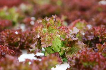 Hydroponics vegetable in organic farm for healhy and diet food. Modern cultivate farming for green environment and healty